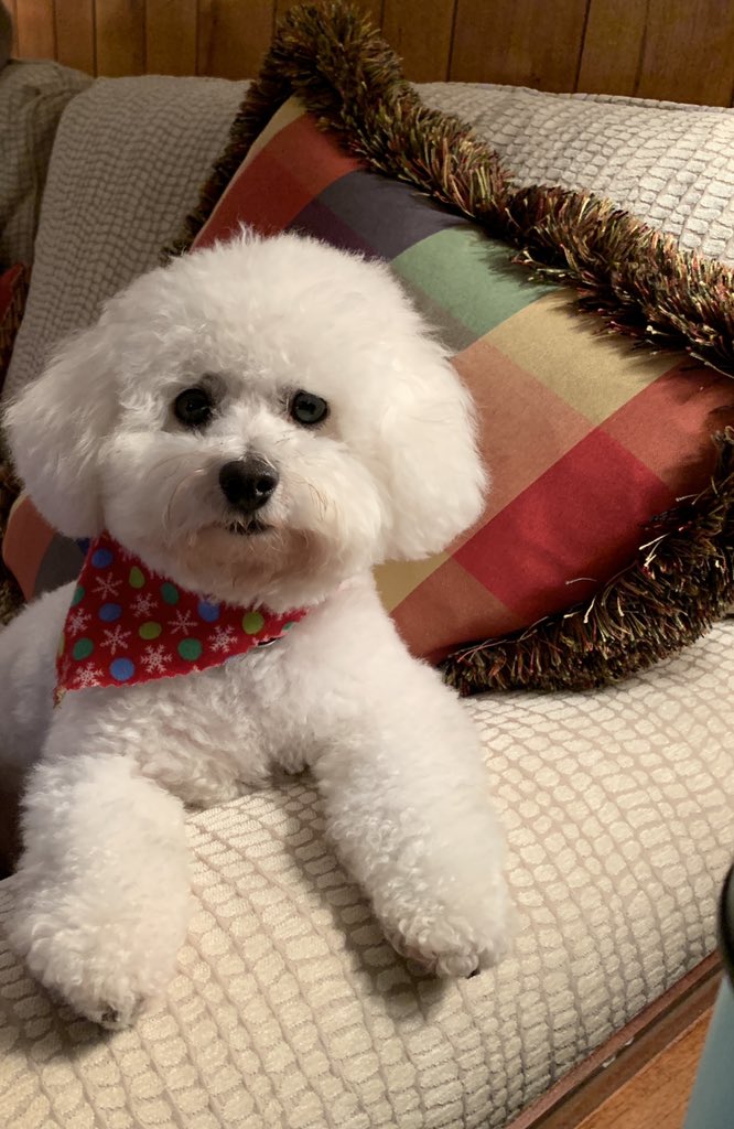 MullikinSV's tweet photo. @CelesteHeadlee Chloe says Happy Birthday! https://t.co/HpZWqnszSF