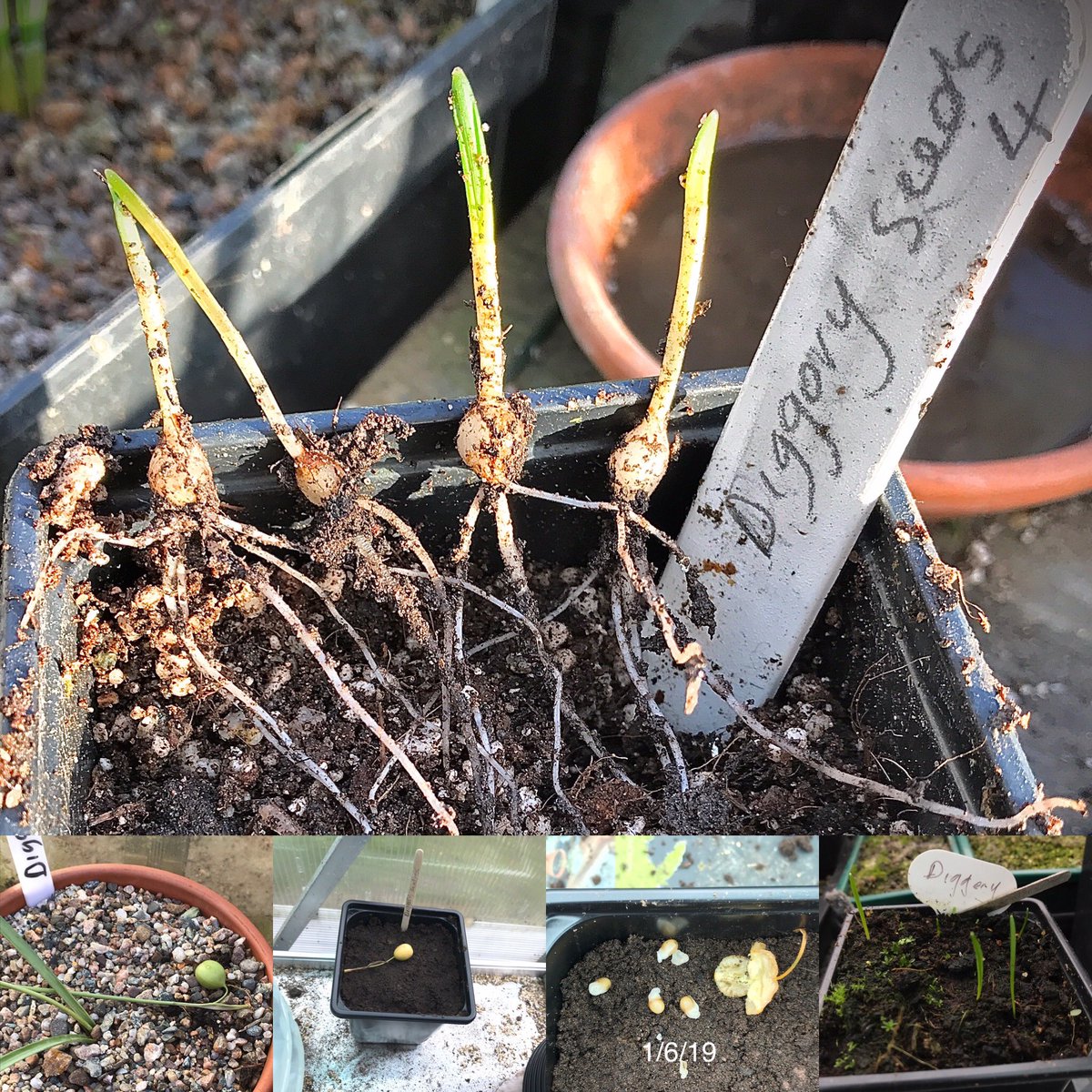 86_plot's tweet photo. Galanthus Diggory seedlings repotted today from a June 19 sowing #galanthus #snowdrops #alpines #springbulbs https://t.co/CzJQnKswB8