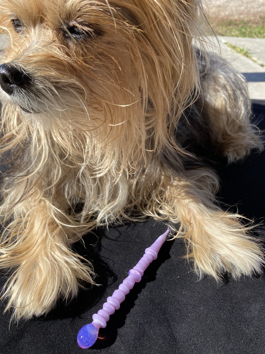 brighthaloglass's tweet photo. A Bentley Approved Pink Cadillac #cute #dog #dabber #dabbers #dabtool #dablife #California #etsy #bigcartel #shop #glassdabber #shopping #giftideas #heady #boro #boroglass #handcrafted #ateronearts #glassart https://t.co/2FvJYtHTMn