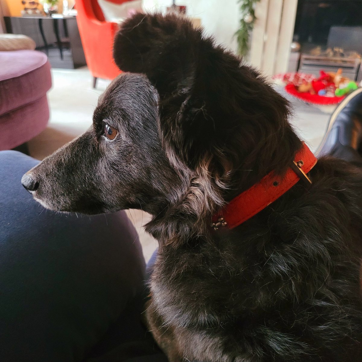 EamonnHolmes's tweet photo. Never noticed this before but ...... See that Quiff?
My Dog looks as though it has an Elvis haircut or wig !   She ain't nothing but a Hound Dog 🐕 https://t.co/Jx1e12gLo2