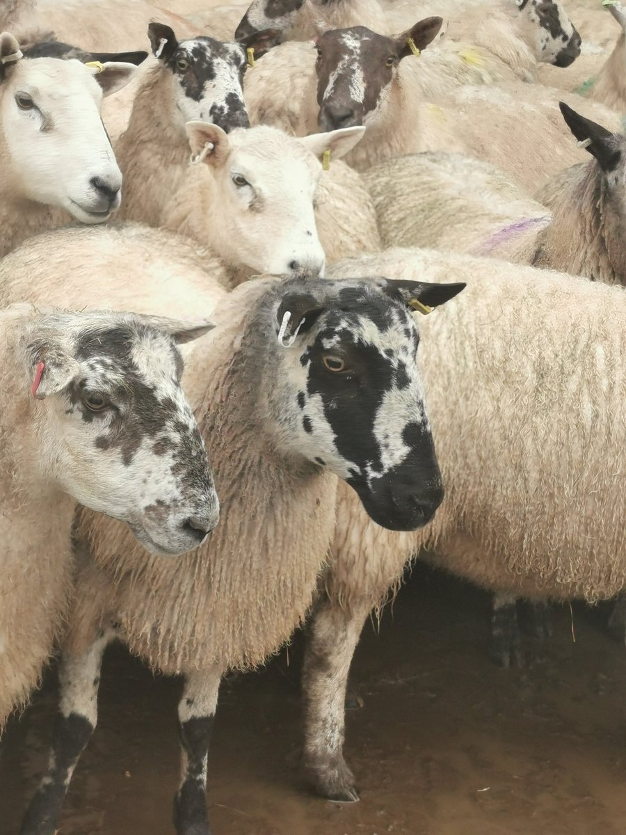 Lots of people enjoying the @bathskyline walk today which is great, but please remember <a href="/Rainbowwoodfarm/">Rainbow wood farm</a> there are a lot of pregnant ewes and dogs must be controlled. 3 incidents reported to us of dogs chasing sheep.