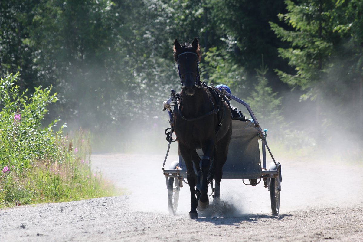 Raviliiga JYPin Juliane De Veluwe on ensimmäinen Raviliiga-hevonen, joka on myyty. Hevosen hinta: 5850 euroa 🤩 #ravit #raviliiga