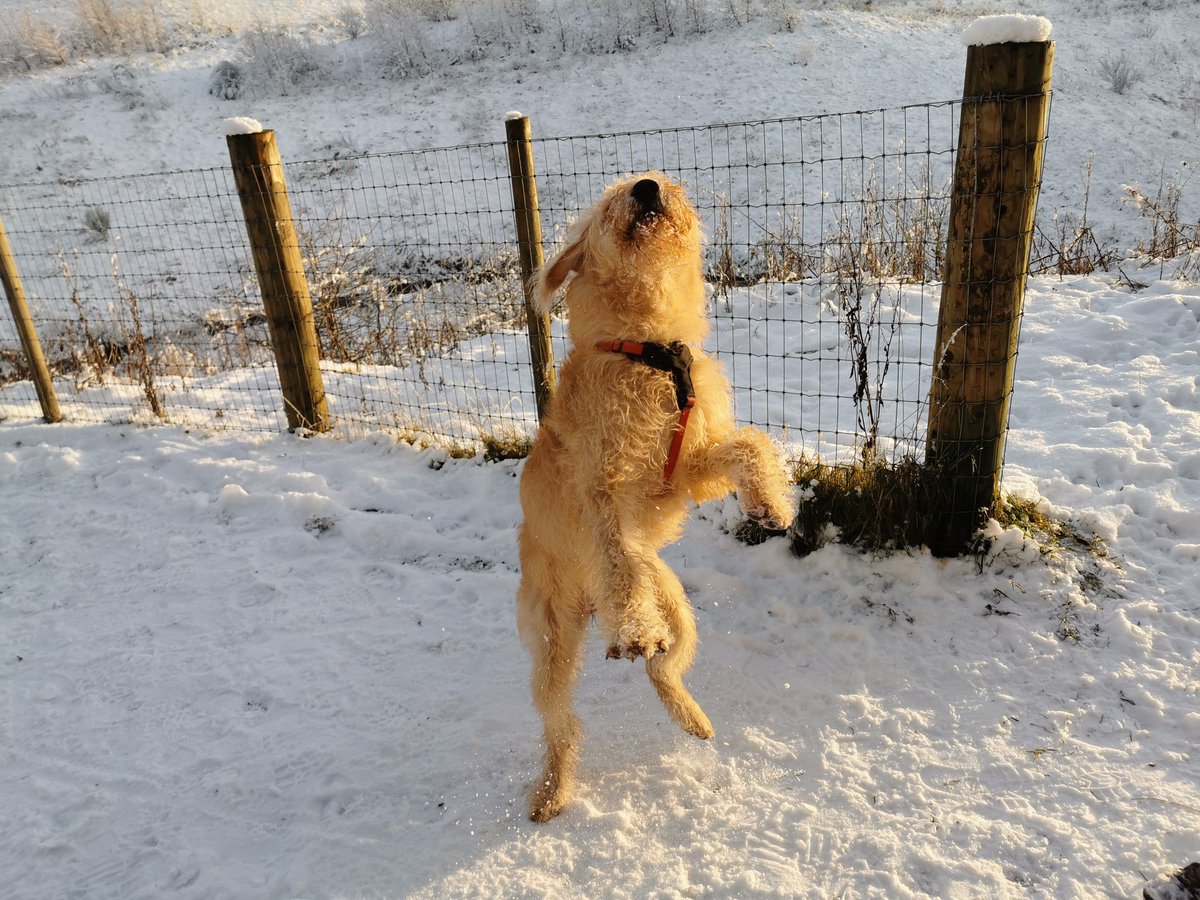 Got oot in the snaw for a run about the day. Still eating the white stuff, and chasing it wherever we go. Braw!