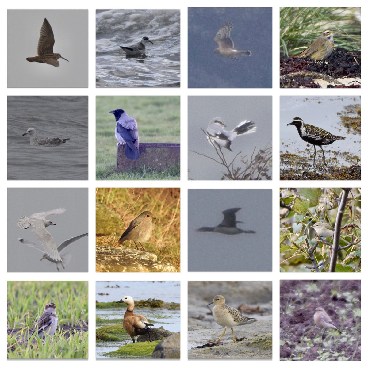 Well, in its defence, the birding was good in 2020... a selection from Boulmer  @NTBirdClub [1/8]