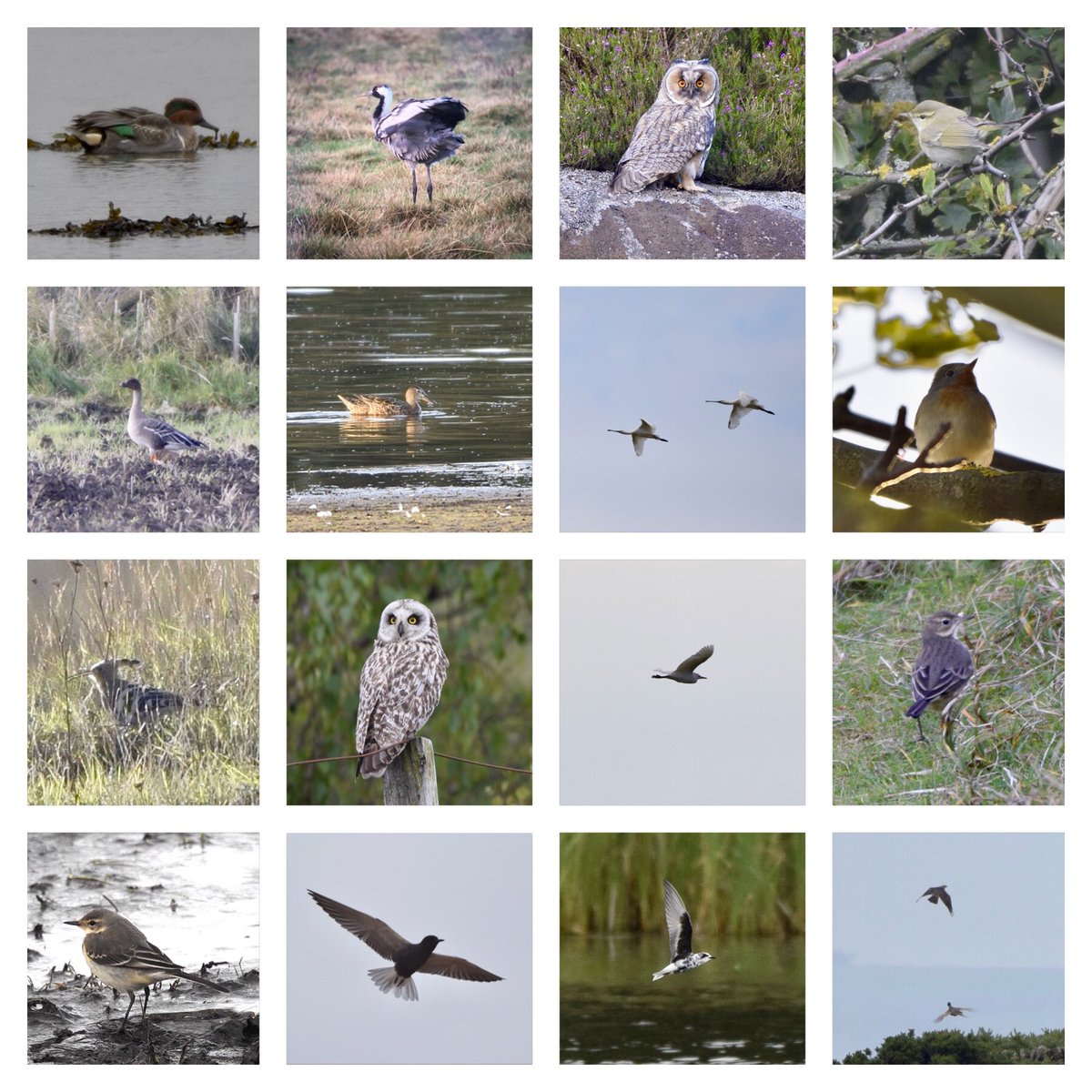 And plenty to see elsewhere in  #Northumberland  @NTBirdClub [3/8]