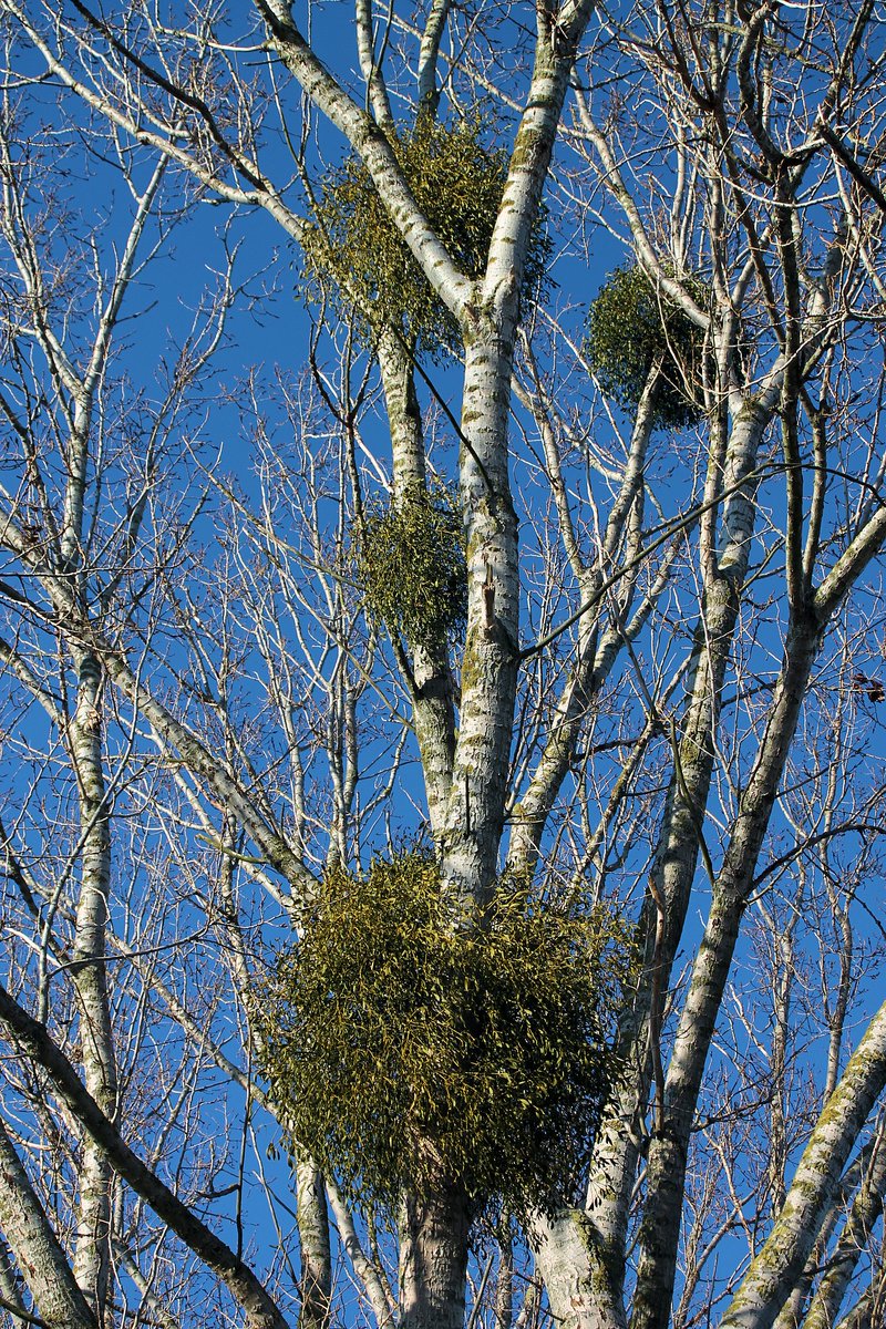 TheBl00dyFl0wer's tweet photo. #nature #dried #WINTER #reed #barren #mistle #Mistletoe https://t.co/QeDYoQz6gq
