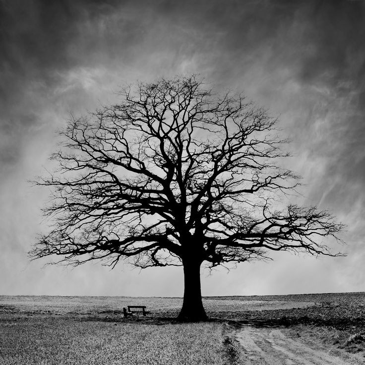 If you feel like you're losing everything, remember that trees lose their leaves every year and they still stand tall and wait for the better days to come.