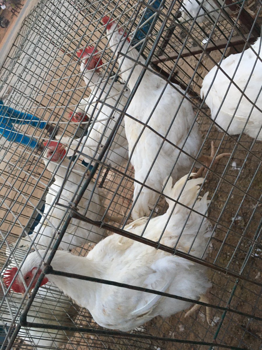 kushtoby's tweet photo. I’ve got birds for sale at Olaoluwa Junction, Sagamu. Goes out for 5-6k tomorrow.
Kindly RT, my customer may be checking out #TuleChallenge on your TL.
#FindYourMethod 2face 2Baba Trash Muric psquare amala #KudaKPKChallenge https://t.co/ZCNMvdVrTE