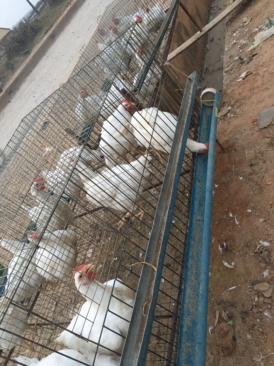 kushtoby's tweet photo. I’ve got birds for sale at Olaoluwa Junction, Sagamu. Goes out for 5-6k tomorrow.
Kindly RT, my customer may be checking out #TuleChallenge on your TL.
#FindYourMethod 2face 2Baba Trash Muric psquare amala #KudaKPKChallenge https://t.co/ZCNMvdVrTE