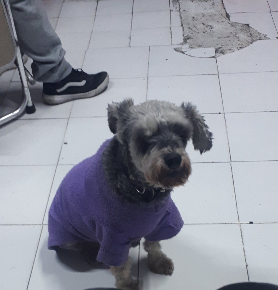 ElementEight1's tweet photo. #30dediciembre #PerroPerdido responde al nombre de coco, ultima vez vista en la colonia valle Gomez el sabado 26 de dic. a las 10 am, por favor ayuda a compartir para encontrarla @Gordito_Perrito @AlcCuauhtemocMx  @TuAlcaldiaGAM @C5_CDMX @NoticiasImagen @vialcuauhtemoc https://t.co/XDagsAQrXM