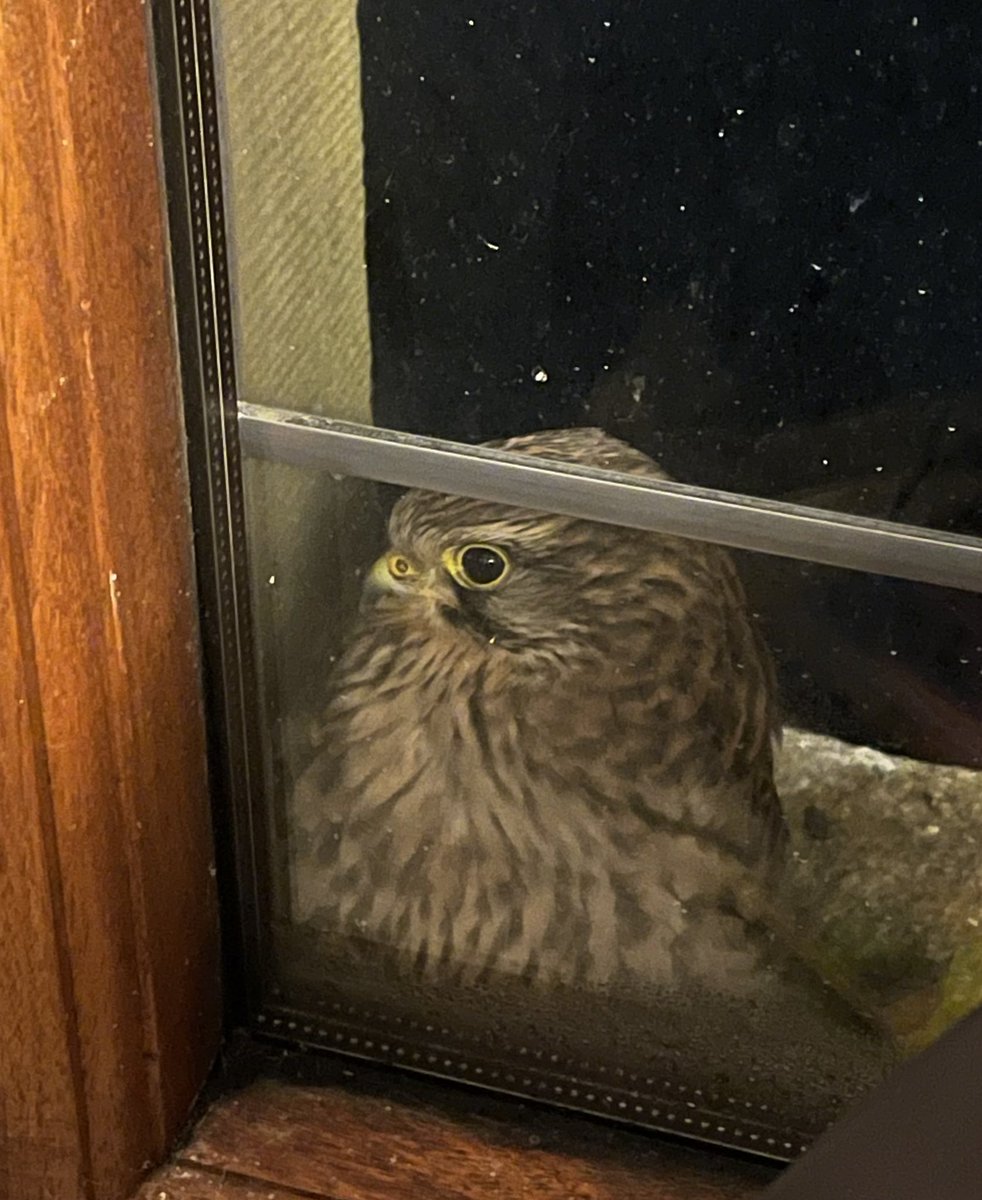 Somebody is in her favourite storm shelter on the bedroom window ledge.
I will be woken up in a few hours by her pellets in though.... 
She was born a few hundred yards away in the barn, but appears to be subservient to the Barn Owl. 
 #EurasianKestrel