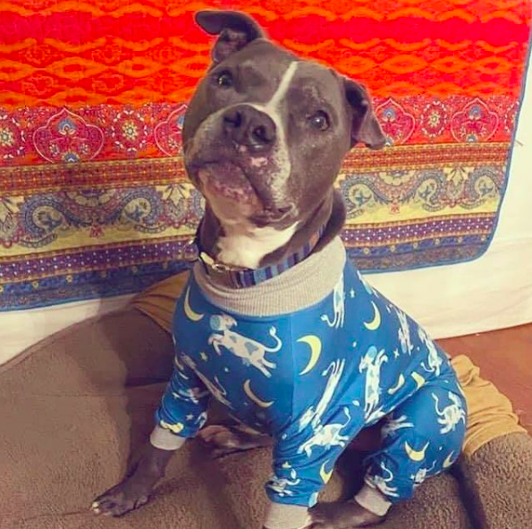RogerThePlumber's tweet photo. Meet Denim!

Denim is available now for adoption. Start the new year with a handsome new addition to your family!

Contact @KCPetProject for information! https://t.co/PHPBpdb37K