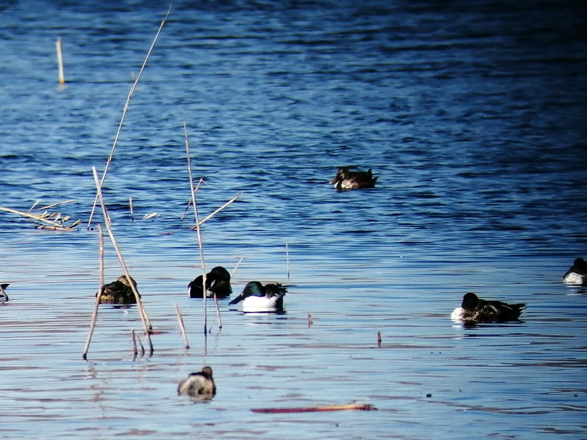 Numenius_tours's tweet photo. #Birdingfamiliar por la #MarjaldelsMoros.
Disfrutado de un soleado día de invierno y de casi 50 especies avistadas.

#birding #turismoornitologico #turismofamiliar ll https://t.co/2u1vScevty