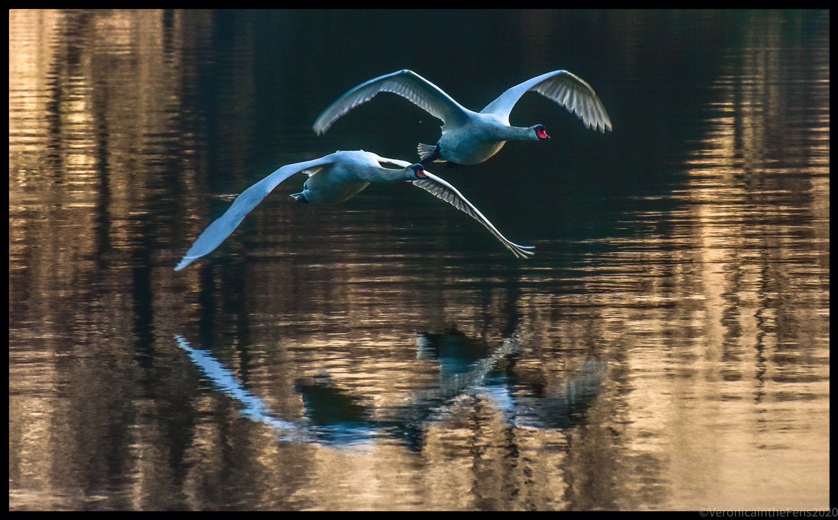 VeronicaJoPo's tweet photo. I wasn’t just treated to a beautiful sunrise this morning... I was treated to a wonderful Swan pair take off too 🦢❤️🦢 #click #flyingswans #wildlifephotography @ThePhotoHour @NatureUK https://t.co/rtFZbLWS65