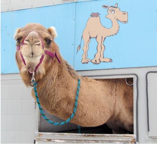 CollinsvillePD's tweet photo. We see you have your designated driver prepped and ready to go for New Year's Eve. Very responsible Frank. Happy #Humpday my friend. https://t.co/RsBb0as6lS