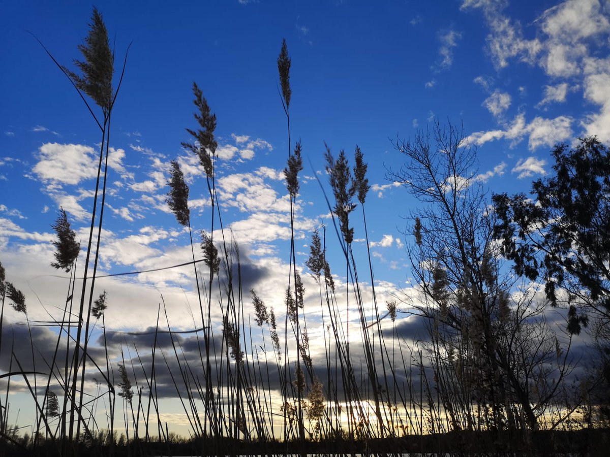 Hoy, a falta de un día para que acabe este difícil año, nos hemos dado un voltio por las lagunas del Jarama y Manzanares. #Adios2020