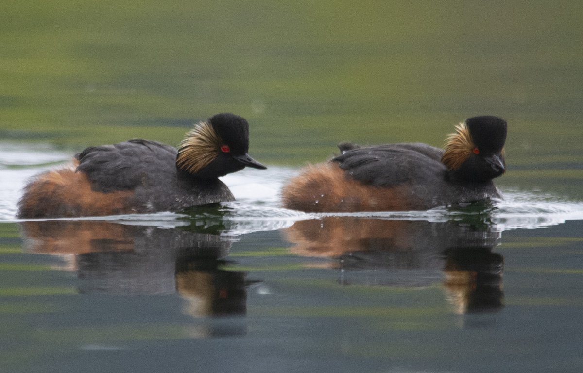 Black-necked grebes from last year. Such beautiful birds.
#Nottingham #Notts #wildlifephotography #wildlife