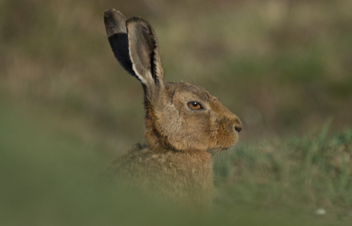 Cover version of the hare below.
#sherwoodforest #budbyheath #rspb #Mammals #Mammal #photography #photographylovers #wildlife #wildlifephotography #NaturePhotography #natgeo