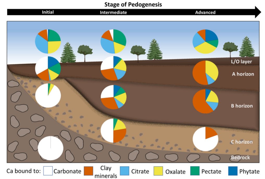 Luis Carlos Colocho (@luiscol8) on Twitter photo Just out! <a href="/JBiogeochem/">Biogeochemistry</a>
The fate of #Calcium in temperate #forest #soils: a Ca K-edge #XANES study.
link.springer.com/article/10.100…
A nice collaboration with the Siam Photon Source <a href="/slrithailand/">SLRI-THAILAND</a>
Best way to end the year! 🥳
<a href="/tumsoil/">@TUMsoil</a> <a href="/TU_Muenchen/">TU München</a> Just out! <a href="/JBiogeochem/">Biogeochemistry</a>
The fate of #Calcium in temperate #forest #soils: a Ca K-edge #XANES study.
link.springer.com/article/10.100…
A nice collaboration with the Siam Photon Source <a href="/slrithailand/">SLRI-THAILAND</a>
Best way to end the year! 🥳
<a href="/tumsoil/">@TUMsoil</a> <a href="/TU_Muenchen/">TU München</a>