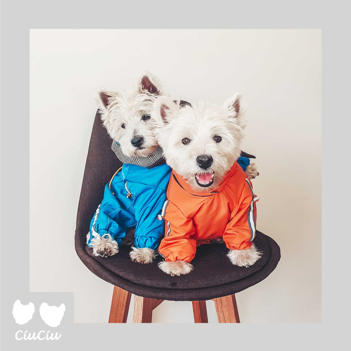Rima_ciuciu's tweet photo. HAPPY #2021!! Woof! Any goals for this year?

#newyearsmood #HappyNewYears #dogoftheday #dogsoftwitter #westies https://t.co/X65VYSVFm5