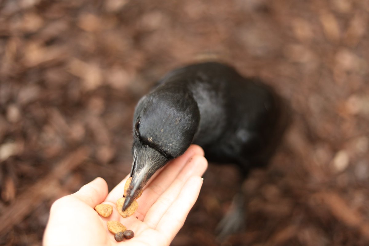 This is a good time to post some pics of my favorite crow in the world, my buddy, Gru, from  @NoahsArkClub.