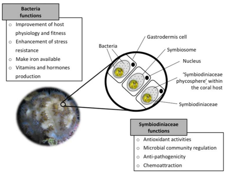 protistologists's tweet photo. Insights into ‘Symbiodiniaceae #phycosphere’ in a coral holobiont https://t.co/rfGL8MHjr2 #algae #protists #corals by @lais_fmachado @CarlaZilberberg @AmanaGarrido @leitedeborah https://t.co/iaafuqMLbu