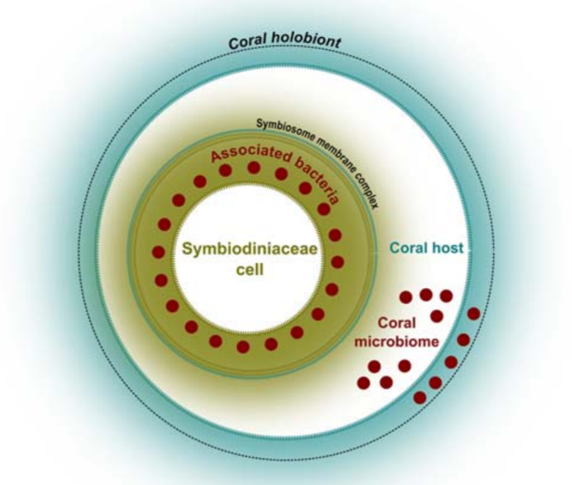 protistologists's tweet photo. Insights into ‘Symbiodiniaceae #phycosphere’ in a coral holobiont https://t.co/rfGL8MHjr2 #algae #protists #corals by @lais_fmachado @CarlaZilberberg @AmanaGarrido @leitedeborah https://t.co/iaafuqMLbu