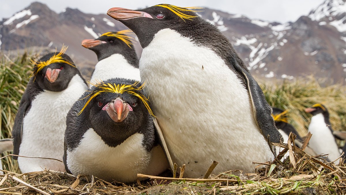 It's a winter-themed #WackyWednesay! 😜Introducing the macaroni penguin—that's not a spelling error! The macaroni's superpower is their scuba-style diving! 🌟 Macaronis dive between 15 – 70 metres &amp;  can hold their breath for 3 mins. @PENGUINS_GPS
-
 #superpowers #penguins