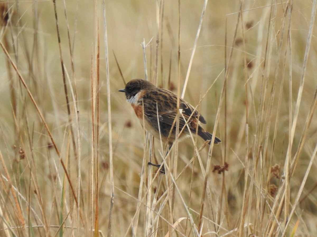 Duncbye's tweet photo. Heslington walk #offpatch
67 Teal at Hes East
A Goosander at Hes West
30 Linnet & 40 Meadow Pipit along Long Lane
A Woodcock & 36 Skylark at Langwith Stray
A Red Kite, 2 Stonechat, a Kingfisher & 150 Lesser Redpoll at Heslington Tillmire
A Little Owl on Outgang Lane
@YorkBirding https://t.co/qS7R6FmUol
