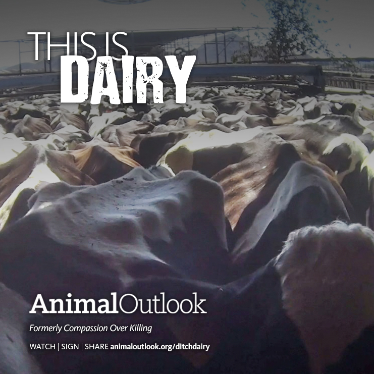 animaloutlook tweet media