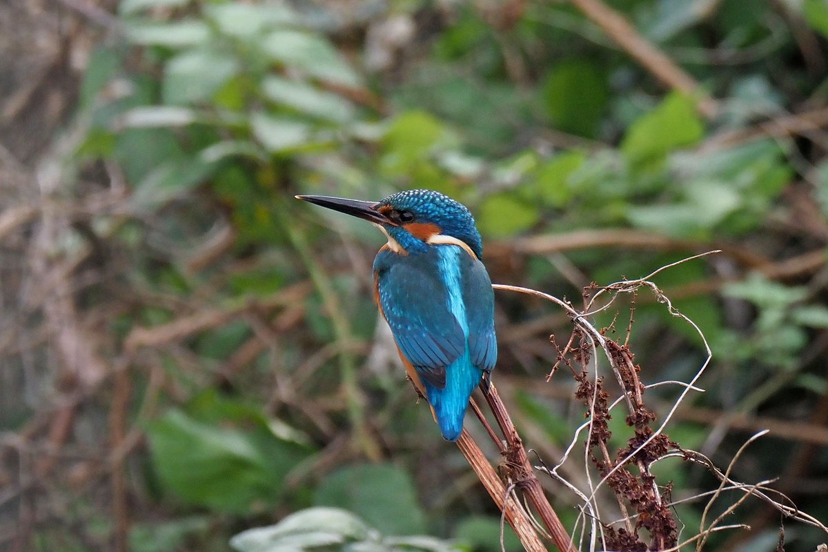 nixcat72's tweet image. I had a rather wonderful lunchtime walk today. I never tire of seeing these birds so to see both female and male was a double bonus, and only 10 minute walk from my flat. Nature really is so uplifting ❤️ #kingfisher #rivershuttle #sidcup #winterwalk #NaturePhotography #bexley