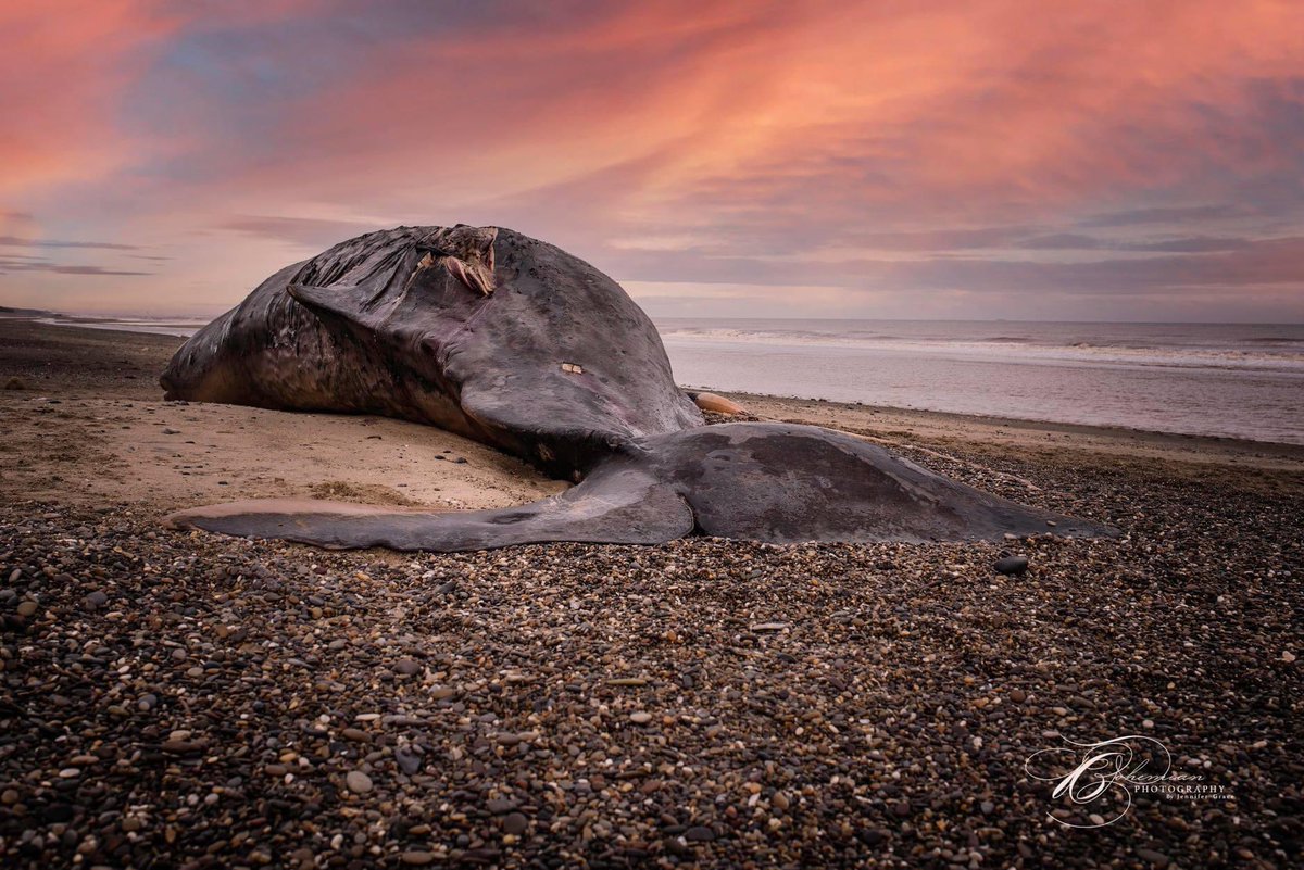 BohemianPhotog2's tweet photo. @hulllive https://t.co/QrBSNbgTUw