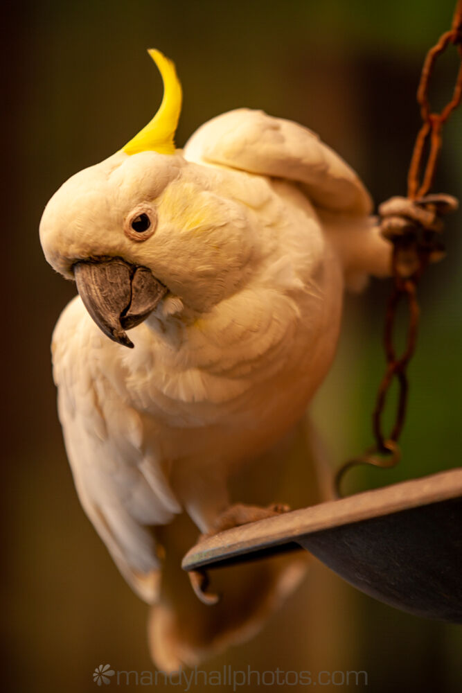 mandyhallphotos's tweet photo. Curious cockatoo
#nature #cockatoo #garden #PhotoOfTheDay #dailyphoto #parrotoftheday #instabird #bestbirdshots #birdphotography #birdwatching #mindthewild #sulphurcrestedcockatoo #naturalenvironment
See more at https://t.co/rQG1THhaIN https://t.co/BwENworAkP