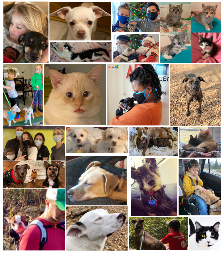 APAofMO's tweet image. We are proud to share that we have EXCEEDED our 2020 adoption goal, finding homes for more than 3,500 pets this year! 

Did you adopt a pet this year? Share your pet pic and tell us about your pet in the comments.

#APA #APAMO #AdoptDontShop