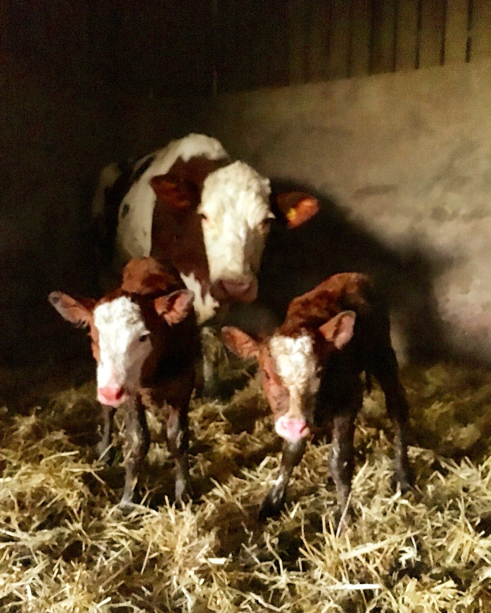 adgarleyfarm's tweet image. Not the best picture but definitely a great end to the day our 11 set of twins to be born this year! #dairyfarming #calving20 #lovecows #teamdairy @ZwartblesIE @FarmersGuardian @FarmersWeekly @FarmingUK @FarmersOfTheUK