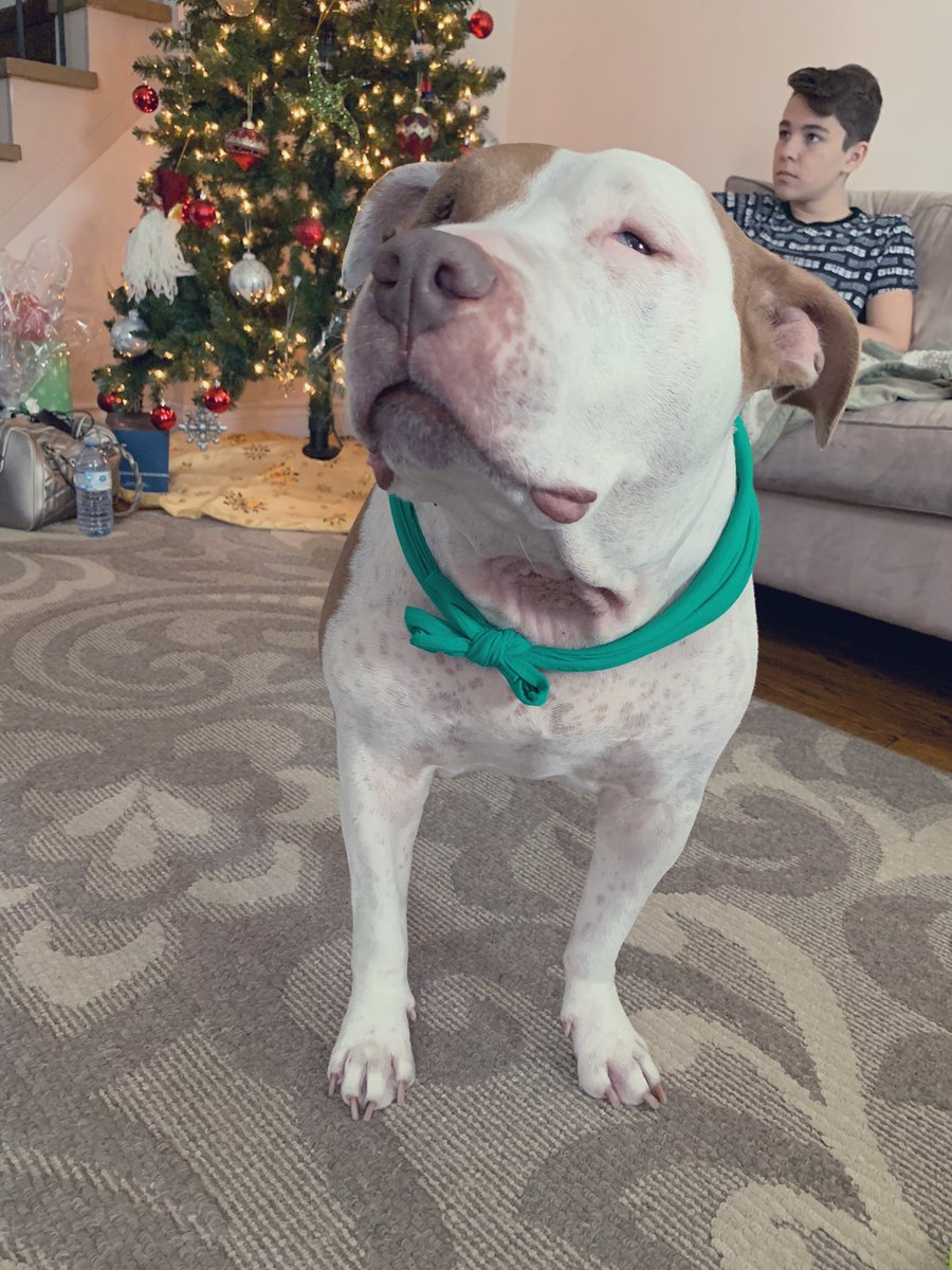 Ok mom, what are we doing? I’m ready to help. Can I help with the New Years turkey? I’m really good at taste testing. 🙂🐶❤️ #mypitbullisclingy #moo #xmas2020 #noseygirl @pitbullsad @PitCommunity @SclerodermaCAN