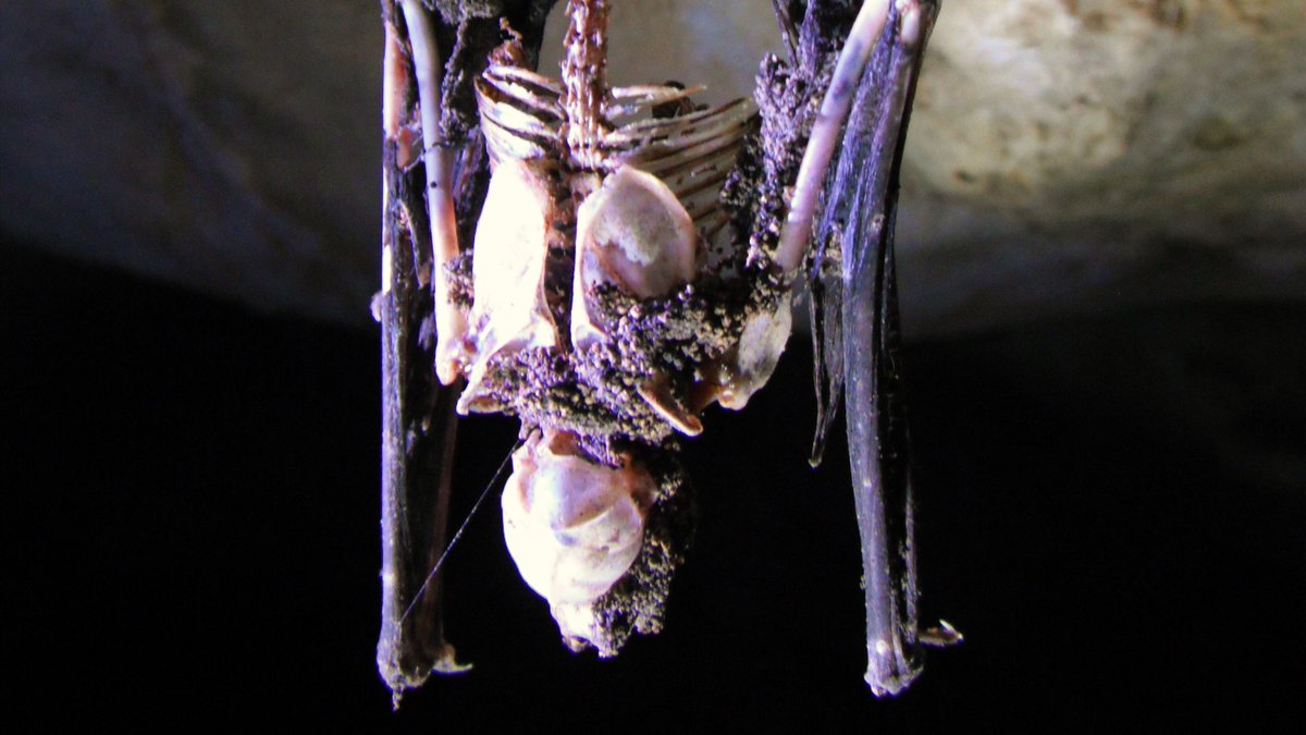 [Tweet by  @BatsForLife]Cool Bat Fact #10How on earth can  #bats hang upside down?? There's a special tendon in their feet that locks in place; they have to use energy to let go. You can find dead bats still hanging, like this one I found! https://animals.howstuffworks.com/mammals/question668.htm  @HowStuffWorks