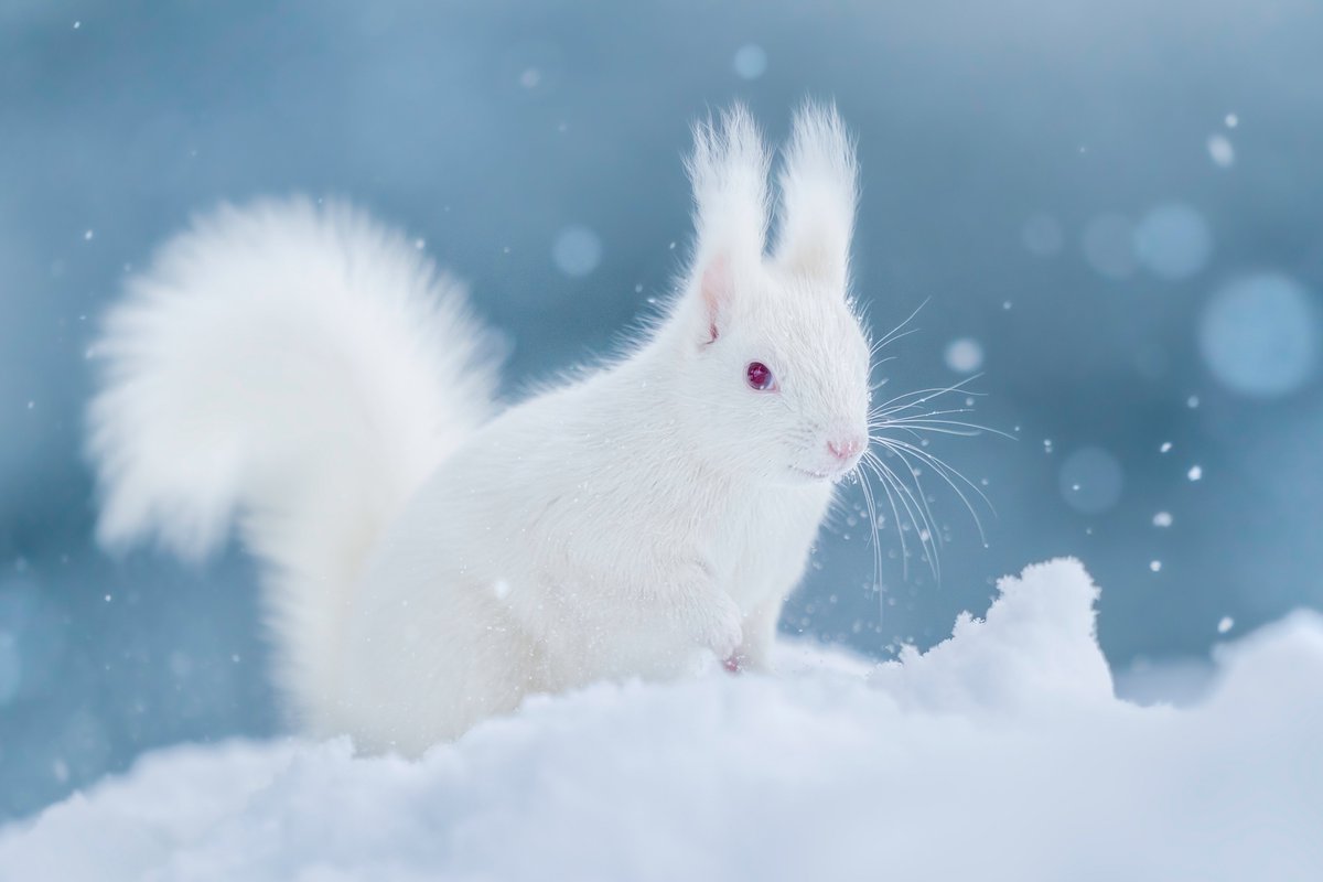 Hiroki Inoue 写真家 井上浩輝 キラキラのダイヤモンドダストのよく晴れた日はもちろん 雪がしんしんと降る日も動物たちを撮るには素敵な日 昨年に引き続き 雑誌capaのsony公式 カレンダー21に作品を掲載しています 今回は カサカサ音をたてながら Hiroki Inoue 写真家 井上浩輝 キラキラのダイヤモンドダストのよく晴れた日はもちろん 雪がしんしんと降る日も動物たちを撮るには素敵な日 昨年に引き続き 雑誌capaのsony公式 カレンダー21に作品を掲載しています 今回は カサカサ音をたてながら