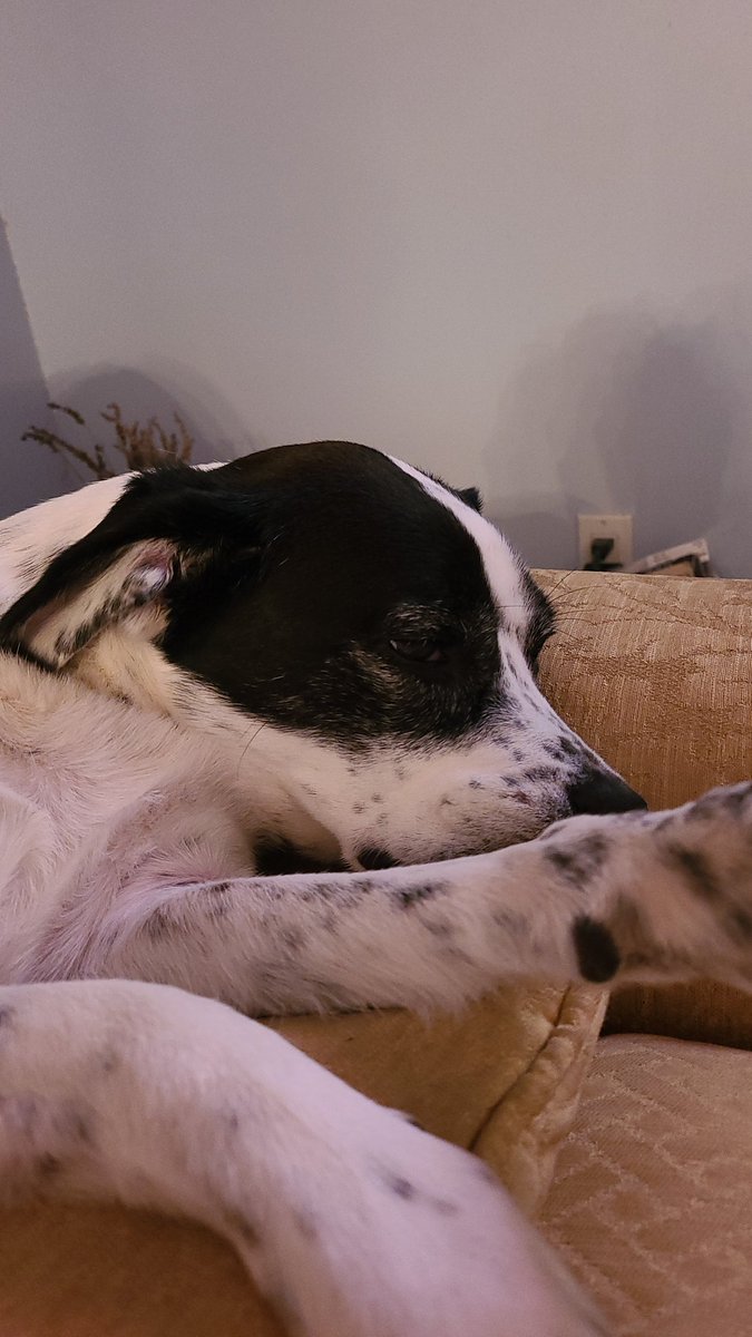 Some_entity_'s tweet image. Look at my dog or perish