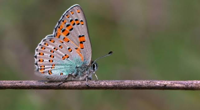 Bir kelebeğin gecesi gibi olsun geceniz...
Uzun ve bir ömür gibi ama sadece tek seferlik....✨🍀