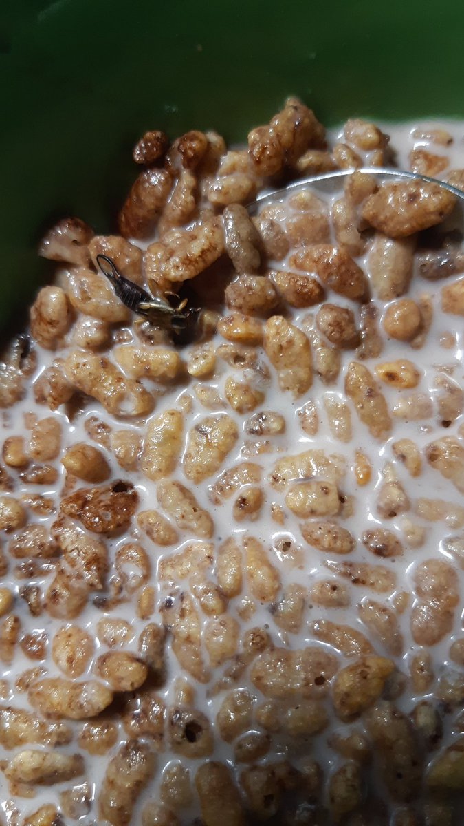 seryii_qteca's tweet photo. Me encanta este formato de choco krispies que vienen con un corta pijas para darle mas crujidos a mis cereales xd @KelloggsLATAM https://t.co/ocAt2dXqln