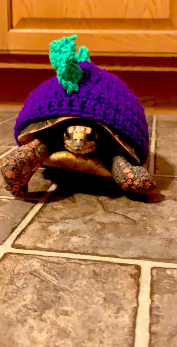 LunaTortoise's tweet photo. My mom’s friend knitted me a stegosaurus cozy ☺️ https://t.co/QJg7cuYQAS