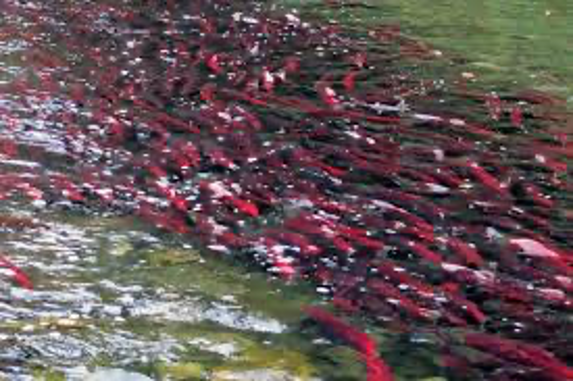 MSIFN - Mississaugas of Scugog Island First Nation tweet media