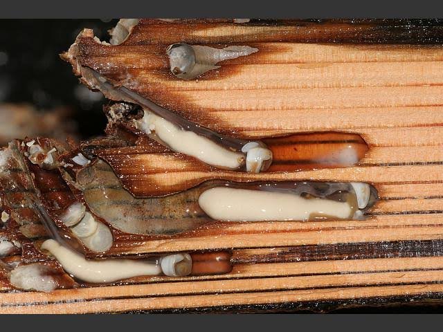 The naval shipworm Teredo Navalis is an under-appreciated marker of globalization.It's a type of highly adapted clam that bores into waterlogged wood using the remnants of its shell as a rasping saw: