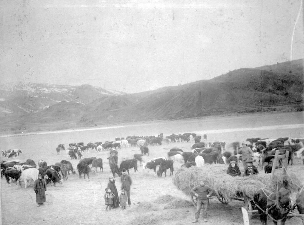 These families farming at Tranquille solidified its agricultural status, and they grew wealthy raising livestock and feed on that land that had been Secwepemc for hundreds of generations (Cooney, 1900, Fortune’s home at Tranquille, 1899, Fortune’s steers, 1900) 10/