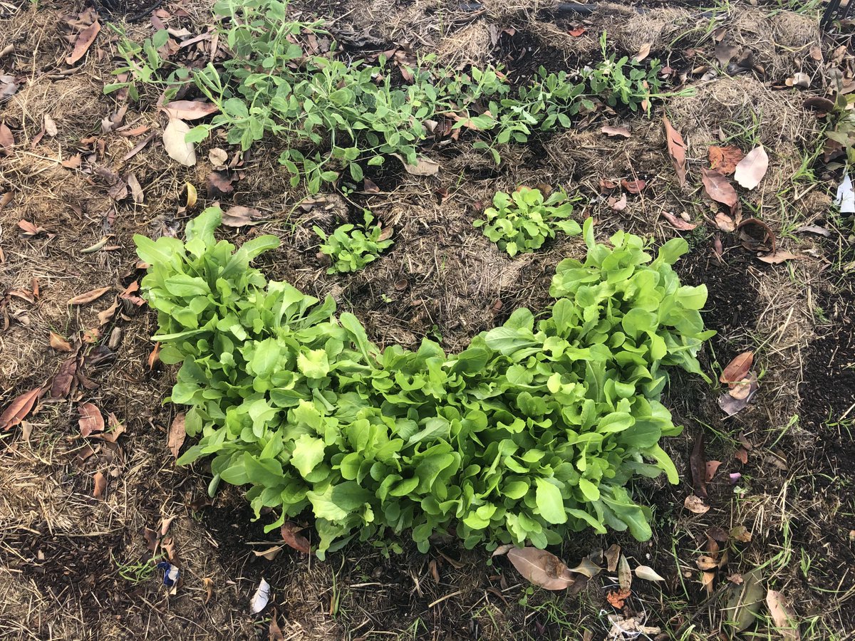 SGWeekly's tweet photo. Having fun with fruits and vegetables. Mr. Lettuce Face is beaming. Mr Orange Man is a little cranky, the rain split his mouth open https://t.co/Nwt5lIT3iP