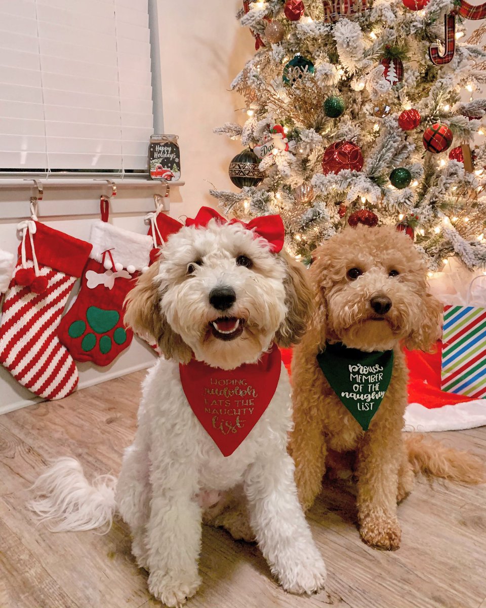 ashgise's tweet photo. Mis bebés! 
Dax &amp; Skye 🐶 https://t.co/Uopthw4NjA