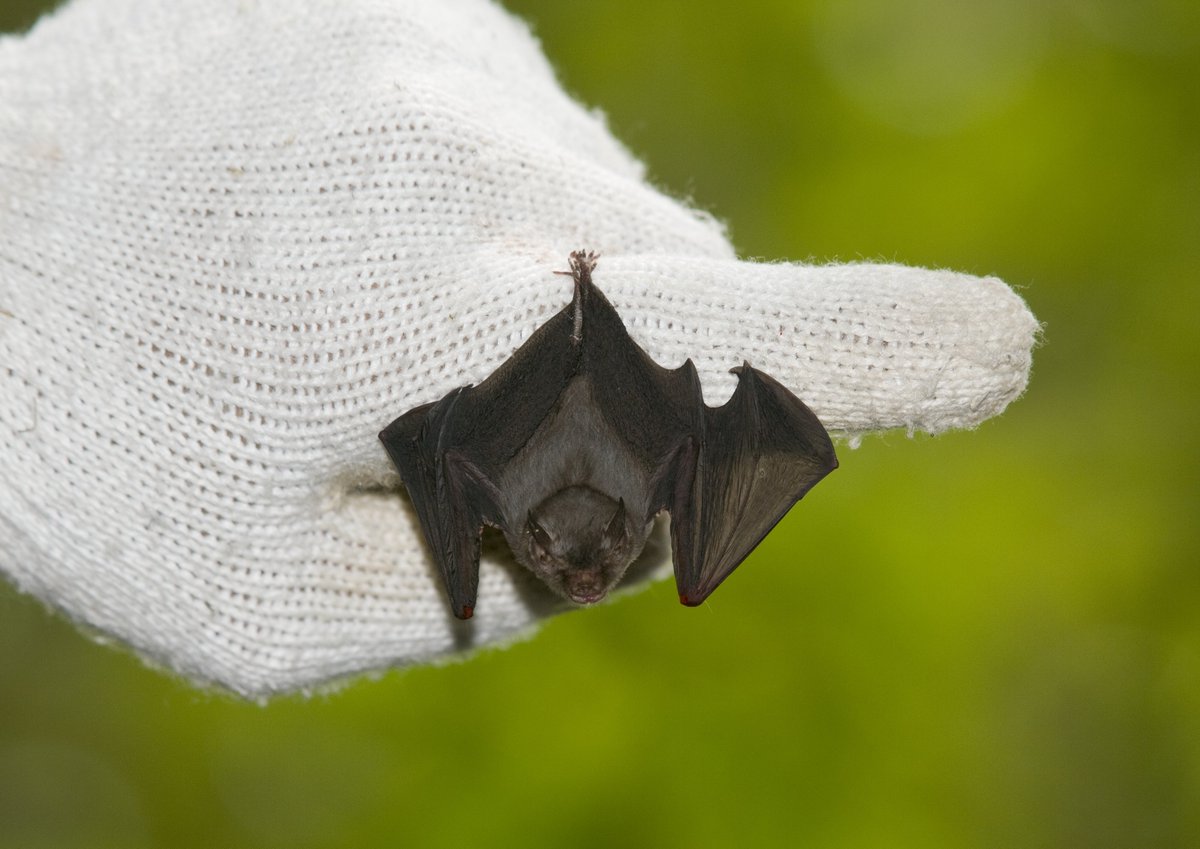 [Tweet by  @BatsForLife]Cool Bat Fact #1: The Smallest BatLet's start with the smallest & biggest bats in the world The smallest  #bat is a Kitti's hog-nosed bat (aka Bumblebee bat) from Thailand, the size of your thumb tip & weighing less than a penny!: Yushi & Keiko Osawa