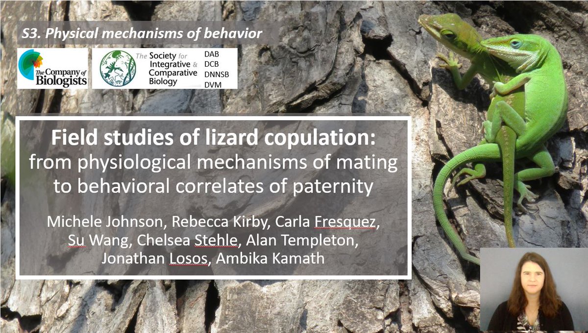 LizardMichele's tweet image. Hey, #SICB2021! How do you study an animal behavior that you only rarely observe? If this question interests you, come to my talk in Symposium S3, Physical Mechanisms of Behavior. Our session will be live on Mon, Jan 4! #PMB2021