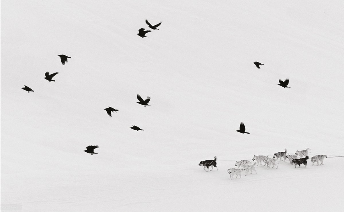 ARCTIC HEROES (Ragnar Axelsson) jette un regard émouvant sur le sort du chien de traîneau du Groenland où la fonte de la calotte glaciaire perturbe le mode de vie traditionnel vieux de 4 000 ans des chasseurs bit.ly/3rG2shg #photobook #kehrerverlag #rechauffement #climat